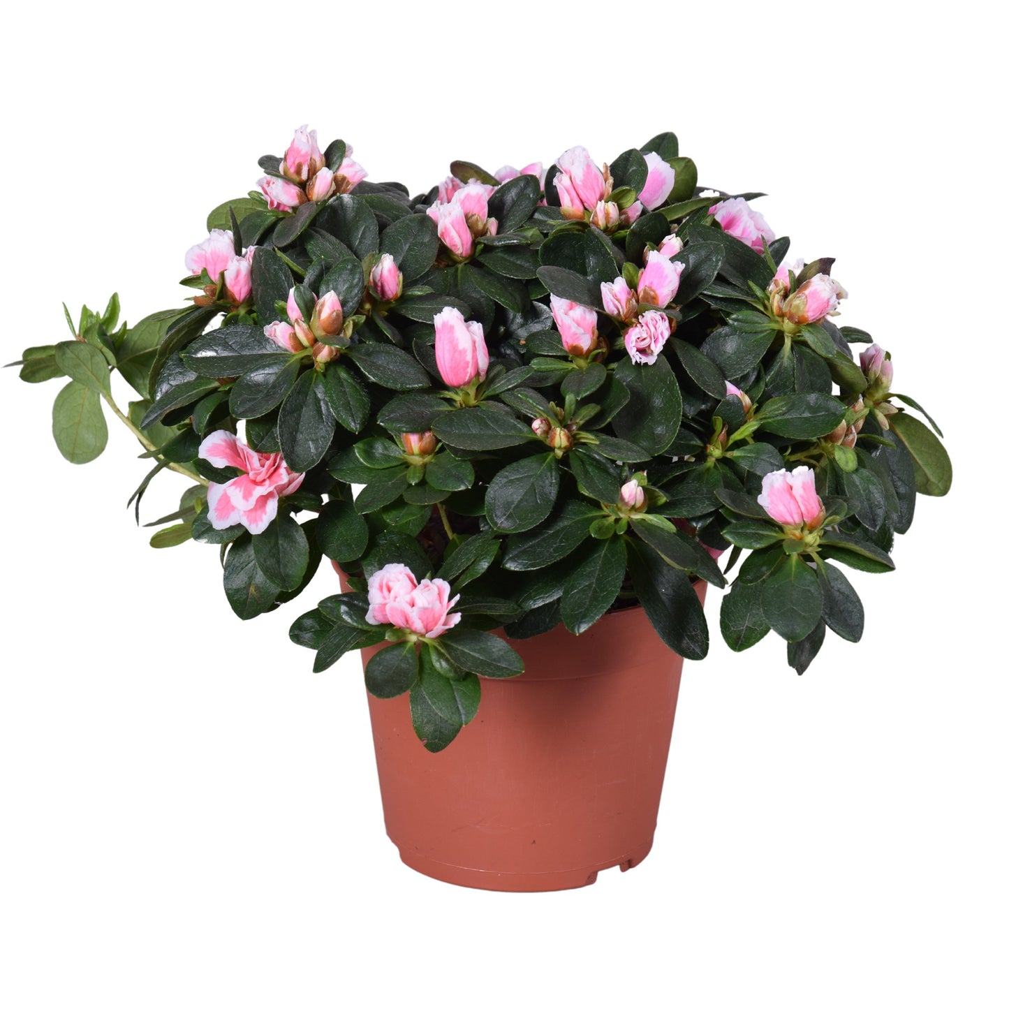 Meerrust Vof Rhododendron simsii Inga Pack of 6