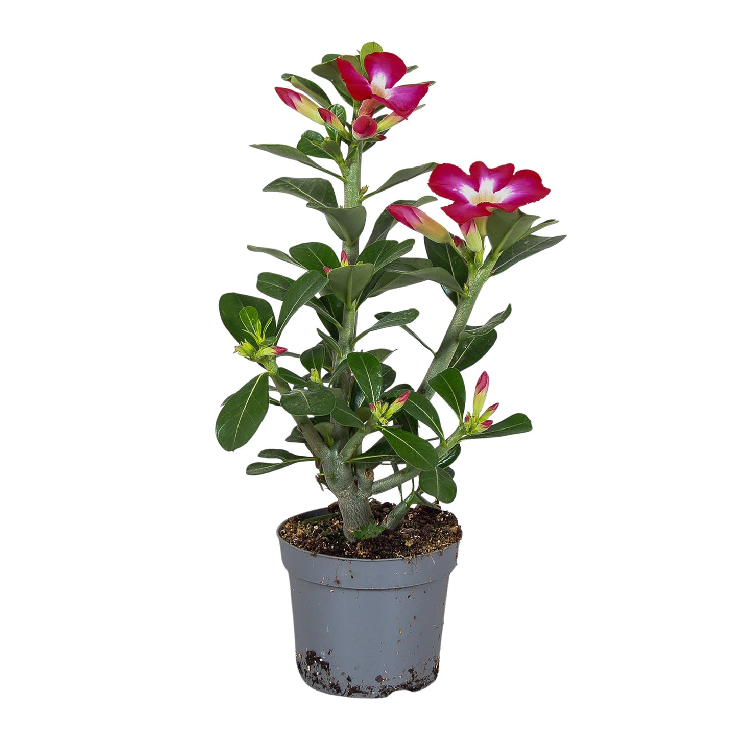 Richplant, VOF Adenium obe. Anouk Pack of 6