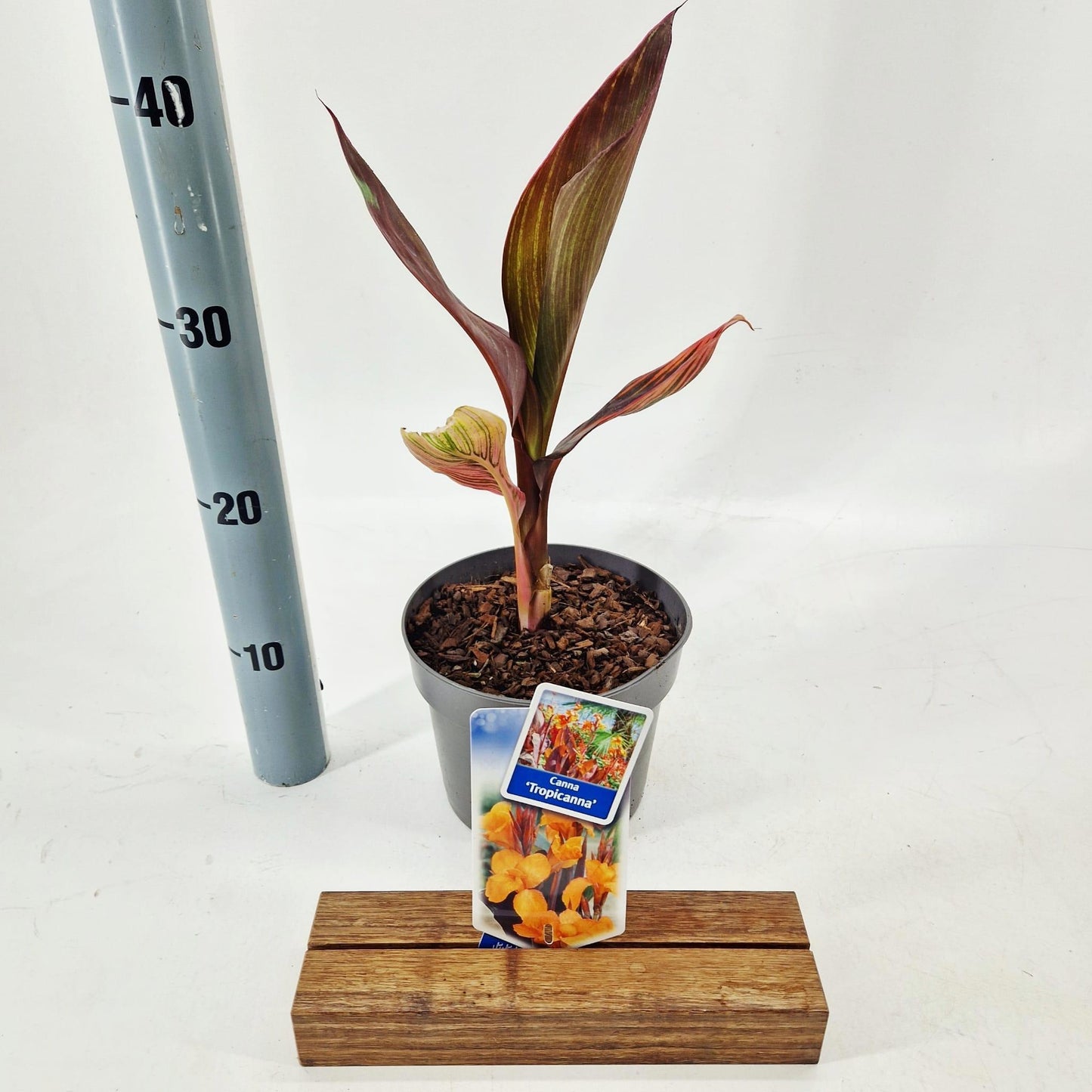 Canna Hybrid 30cm 17cm Pot