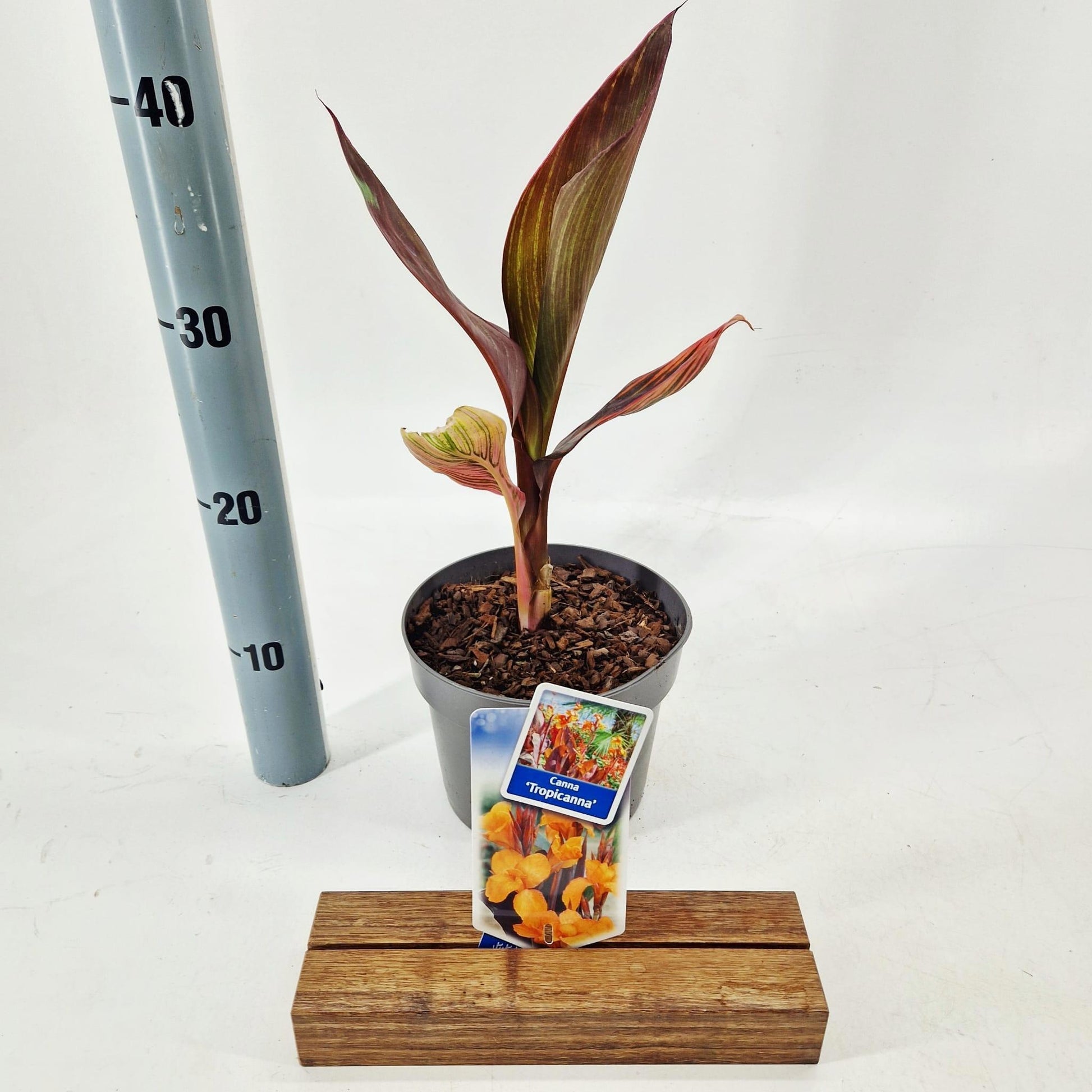 Canna Hybrid 30cm 17cm Pot