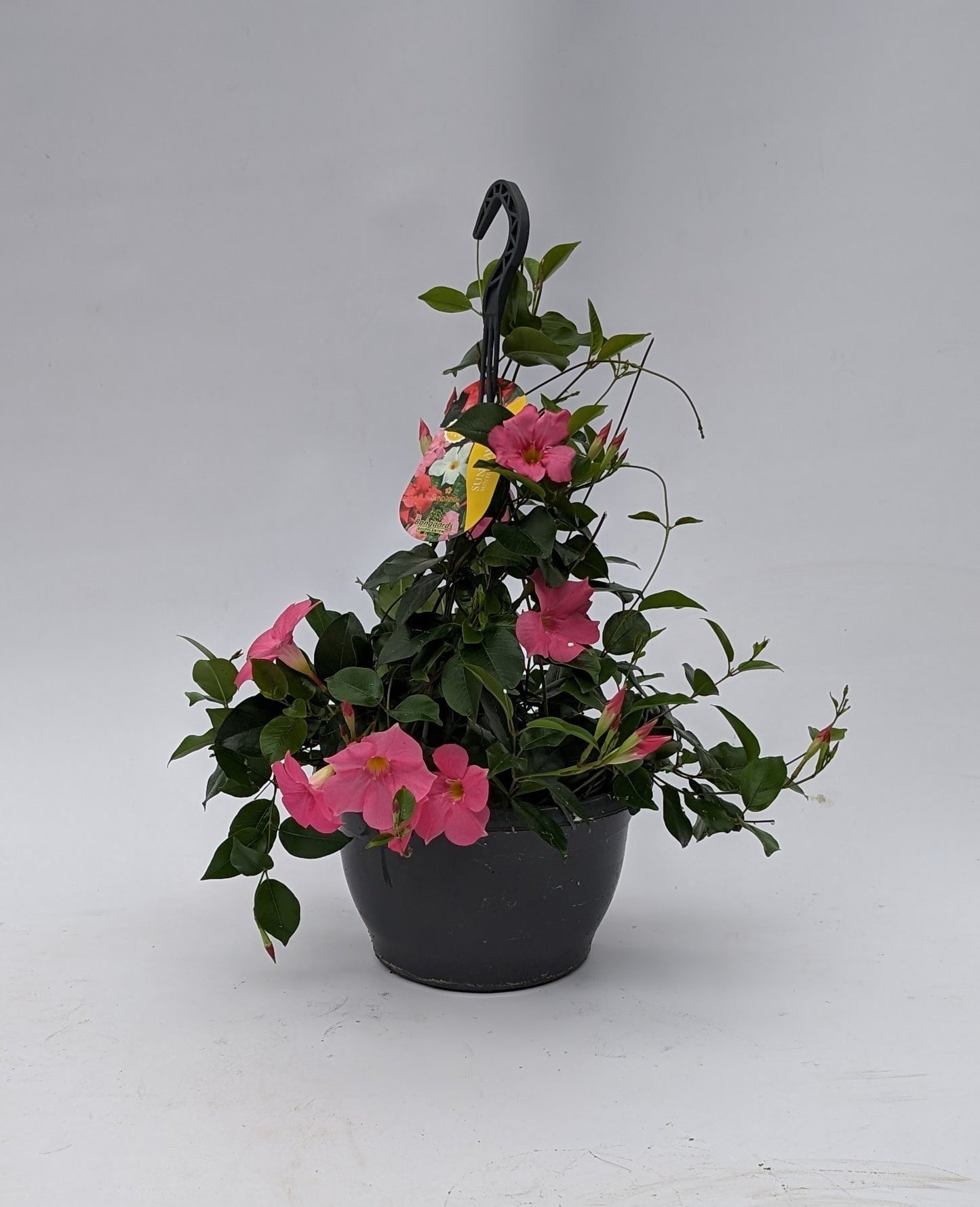 Mandevilla Pink 50cm 25cm Pot