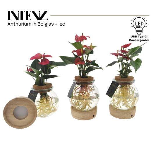 Foliage houseplants mix 45cm 12cm Pot
