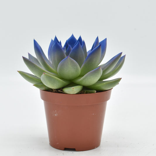 Echeveria colored blue 11cm Special Pot (508)