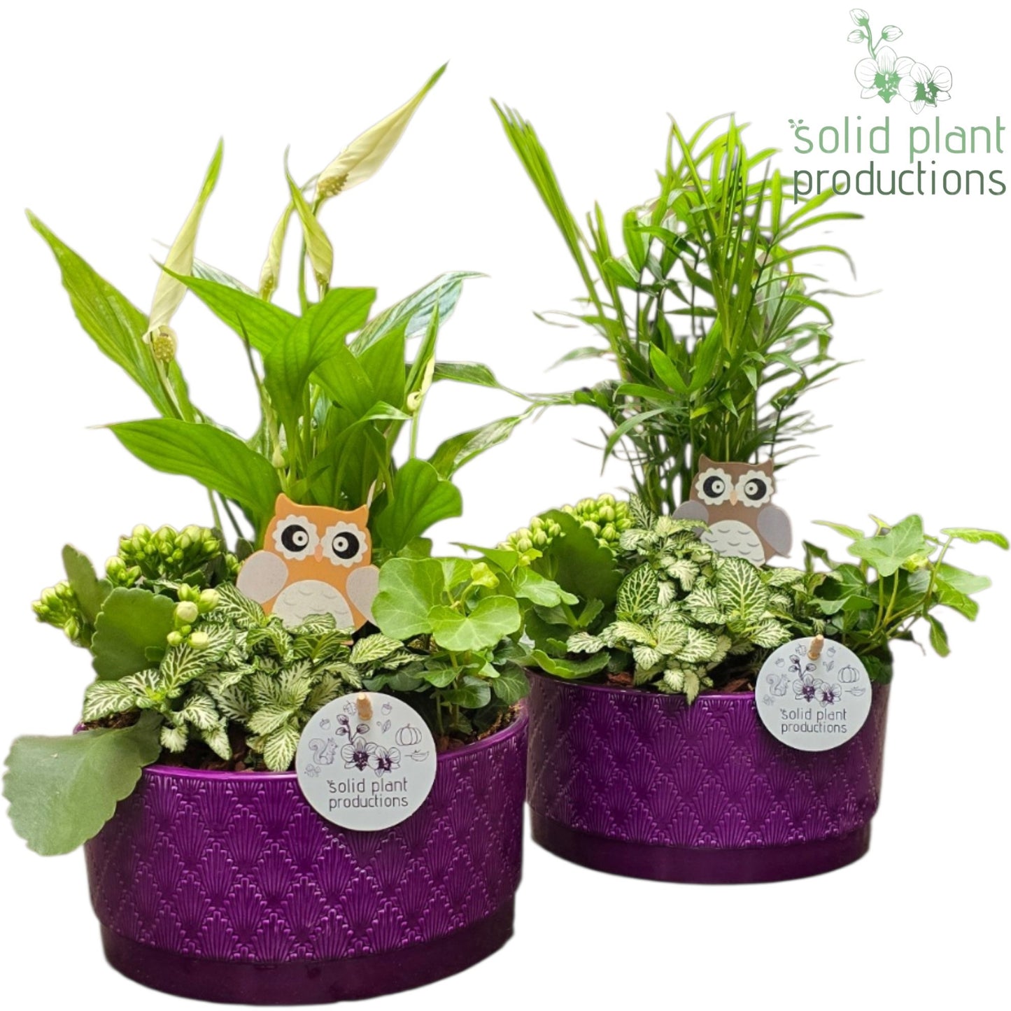 SC003 Loes Purple Mix 40cm 18cm Pot