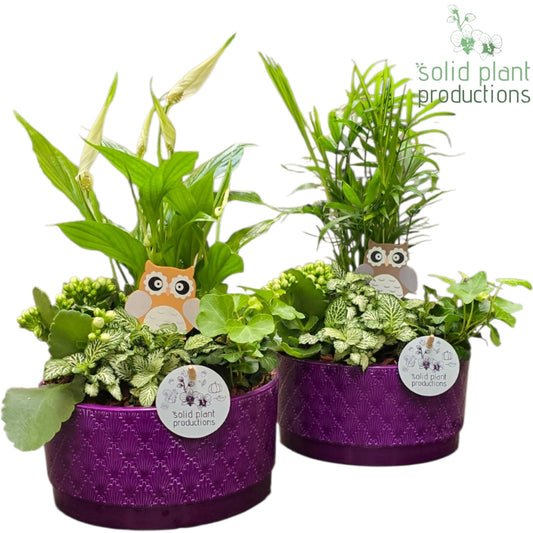SC003 Loes Purple Mix 40cm 18cm Pot
