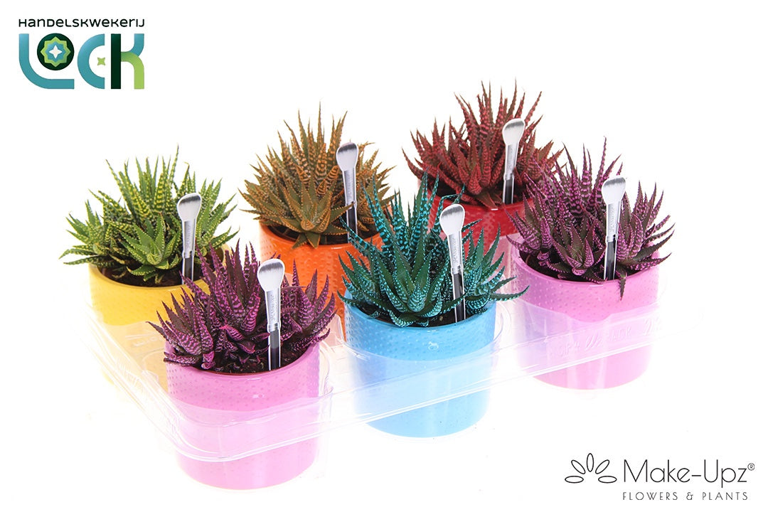 Haworthia Spider White 10cm Special Pot (508)