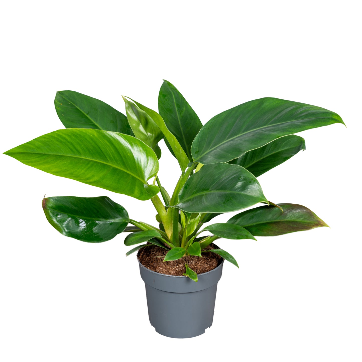 Ichtus Plants Philodendron Imperial Green Pack of 8