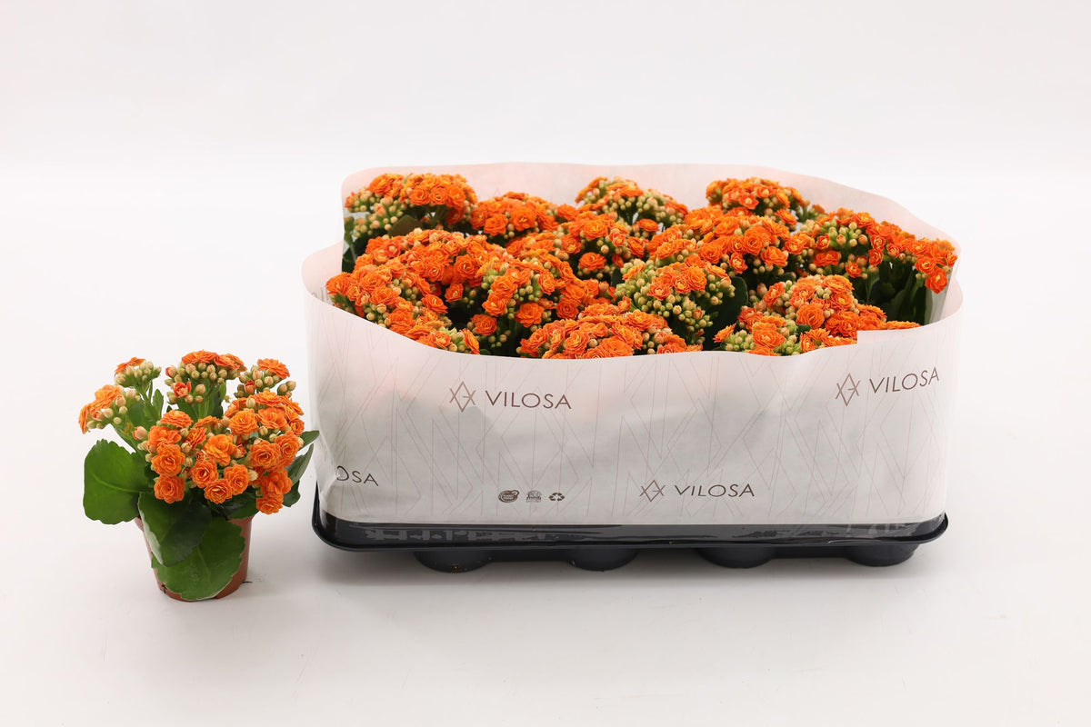 Kalanchoe double Hawn Orange 15cm 8cm Pot