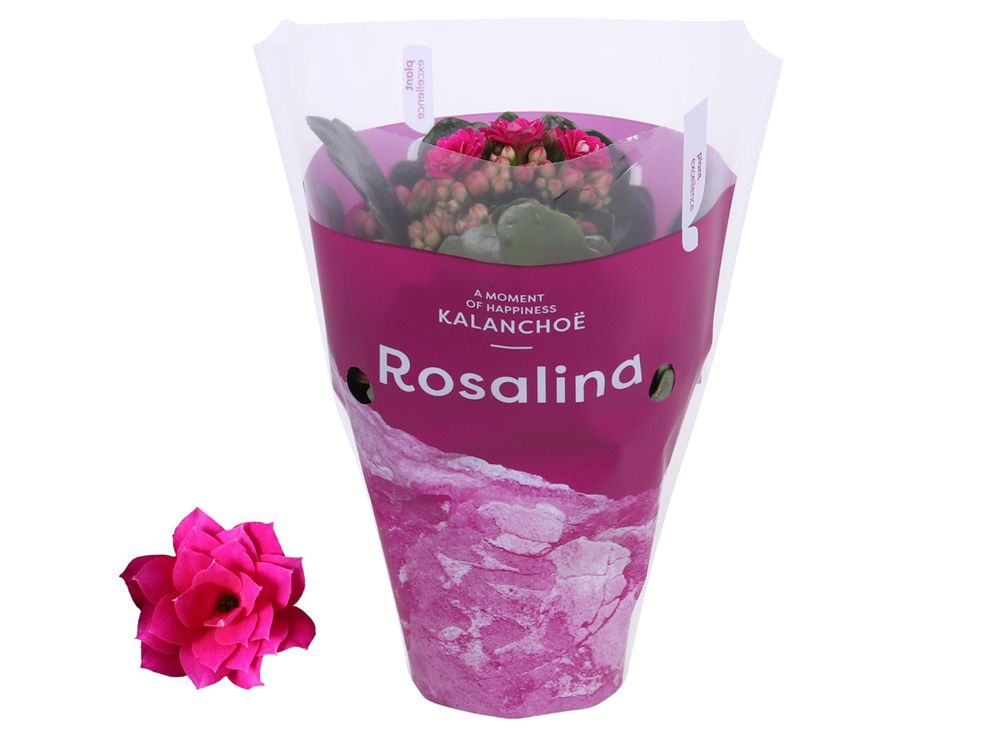 Kalanchoe Rosalina Don Victorio 15cm 7cm Pot