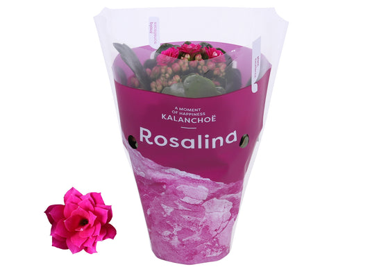 Kalanchoe Rosalina Don Victorio 15cm 7cm Pot