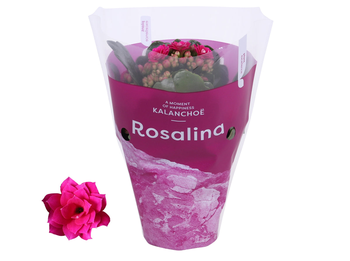 Kalanchoe Rosalina Don Victorio 15cm 7cm Pot