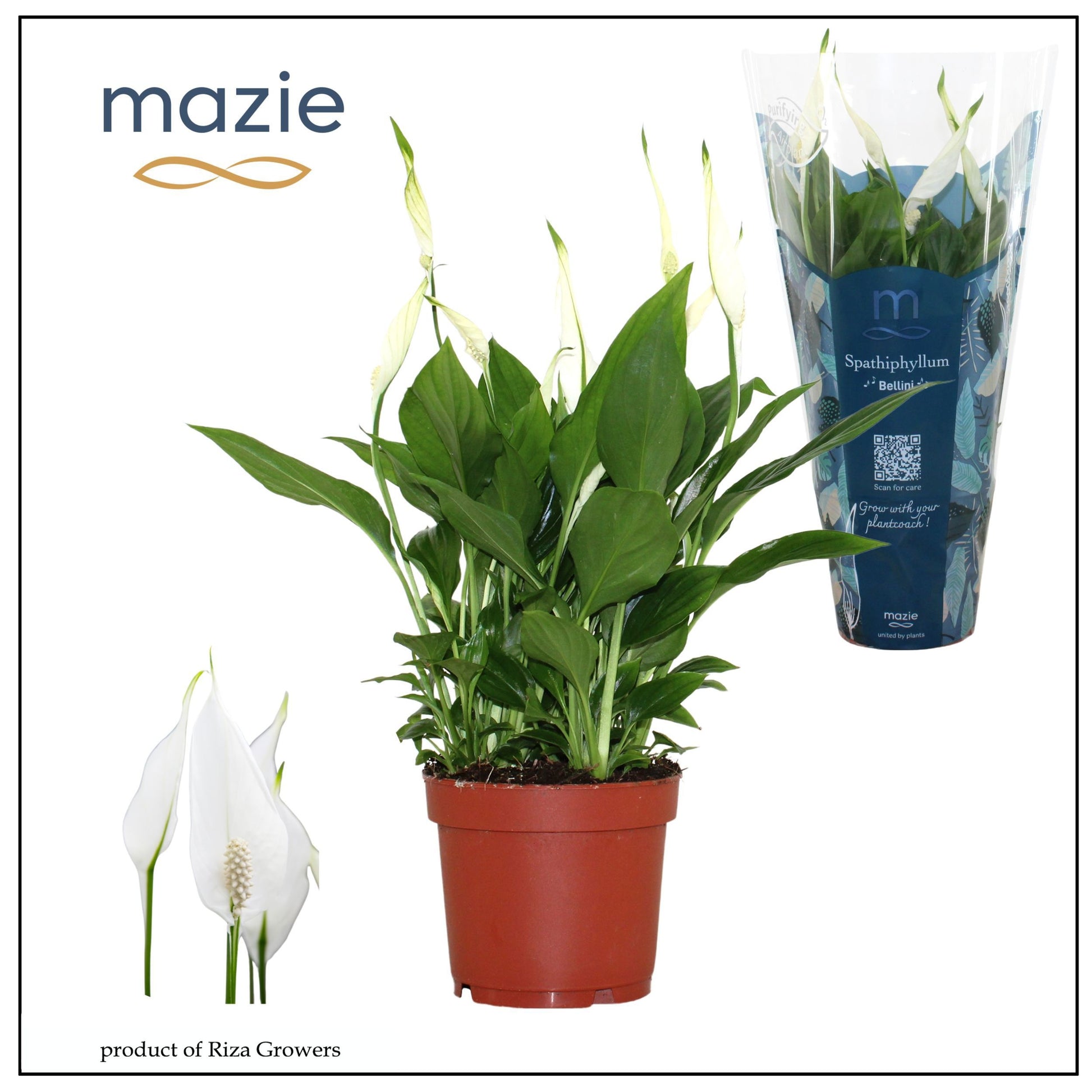 Spathiphyllum Bellini 37cm 13cm Pot