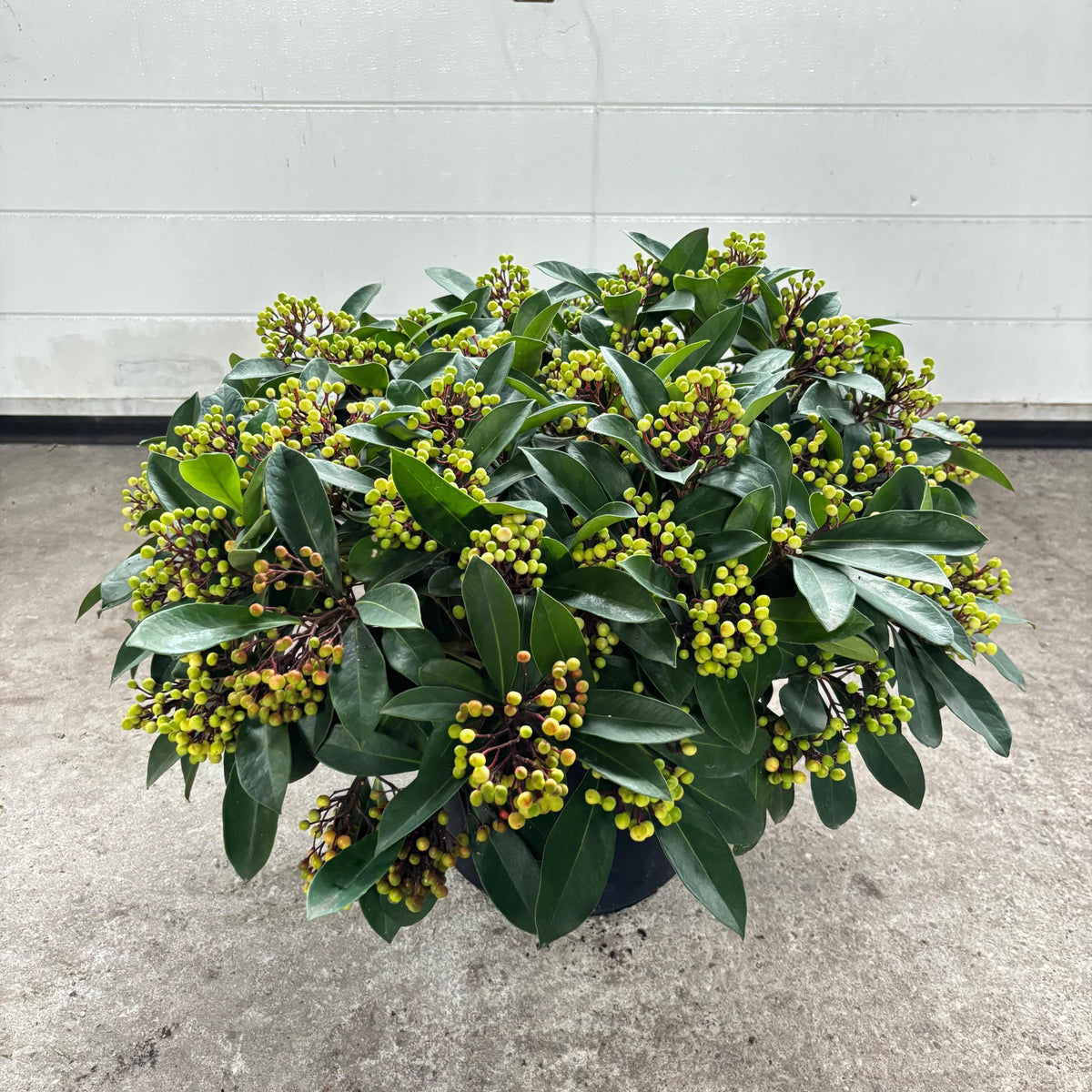 Skimmia japonica Lipstick 65cm 31cm Pot
