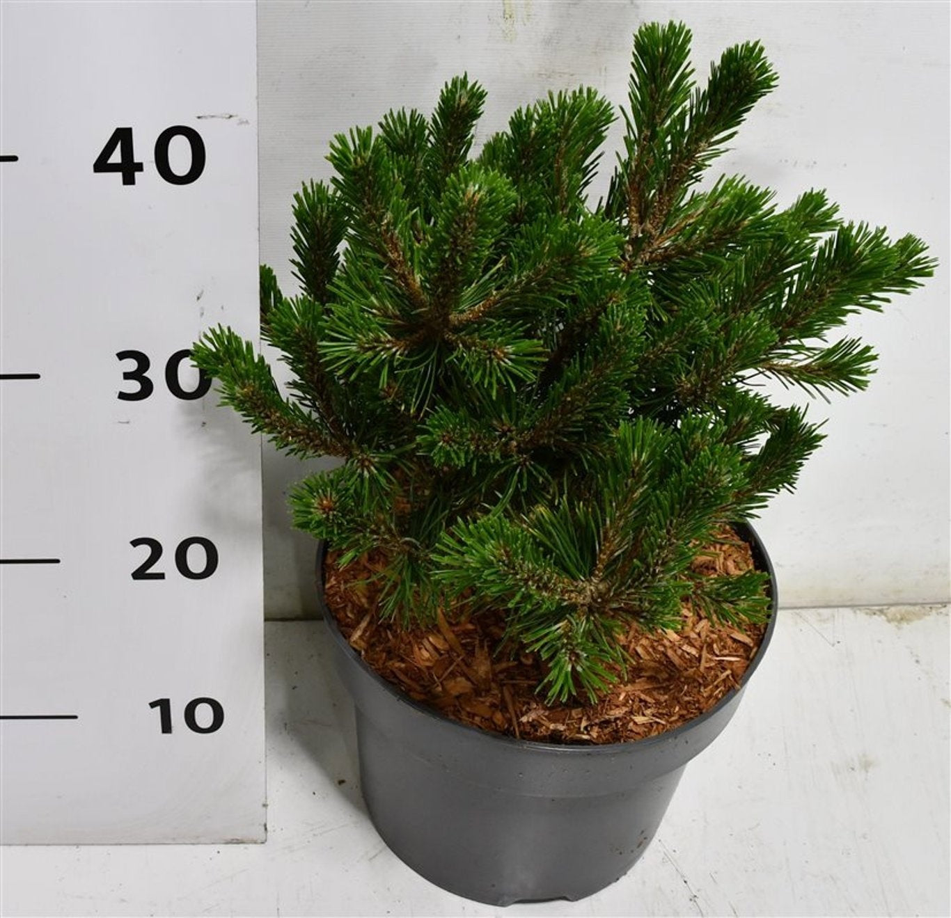 Pinus mugo Humpy 60cm 23cm Pot