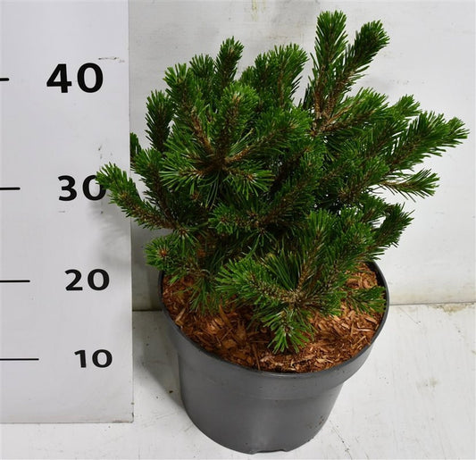 Pinus mugo Humpy 60cm 23cm Pot