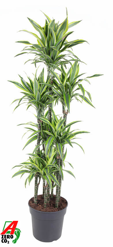Dracaena fragrans Lemon Lime 170cm 34cm Pot
