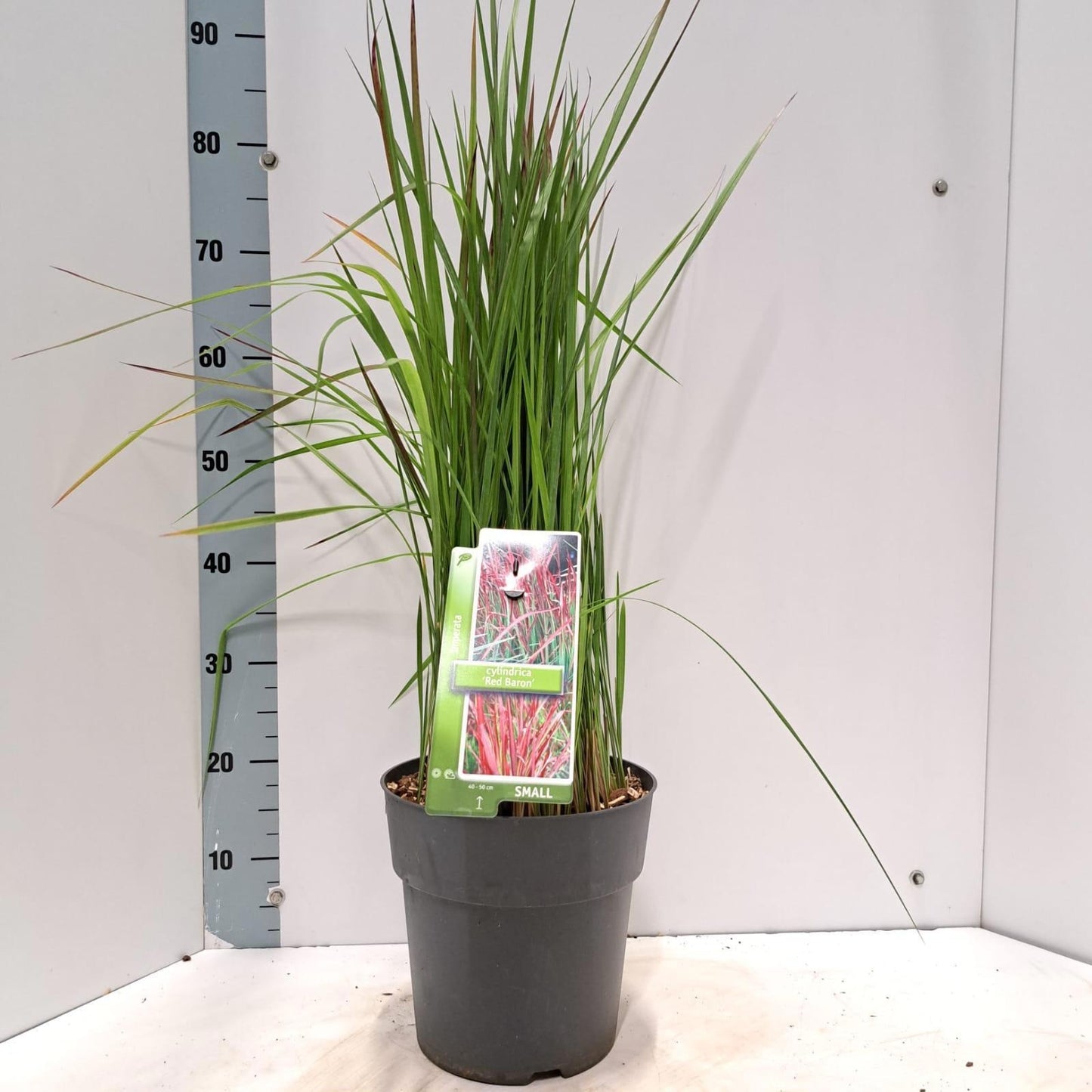 Imperata Red Baron 80cm 23cm Pot