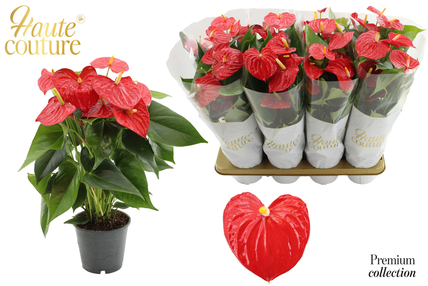 Anthurium Esudo 50cm 14cm Pot