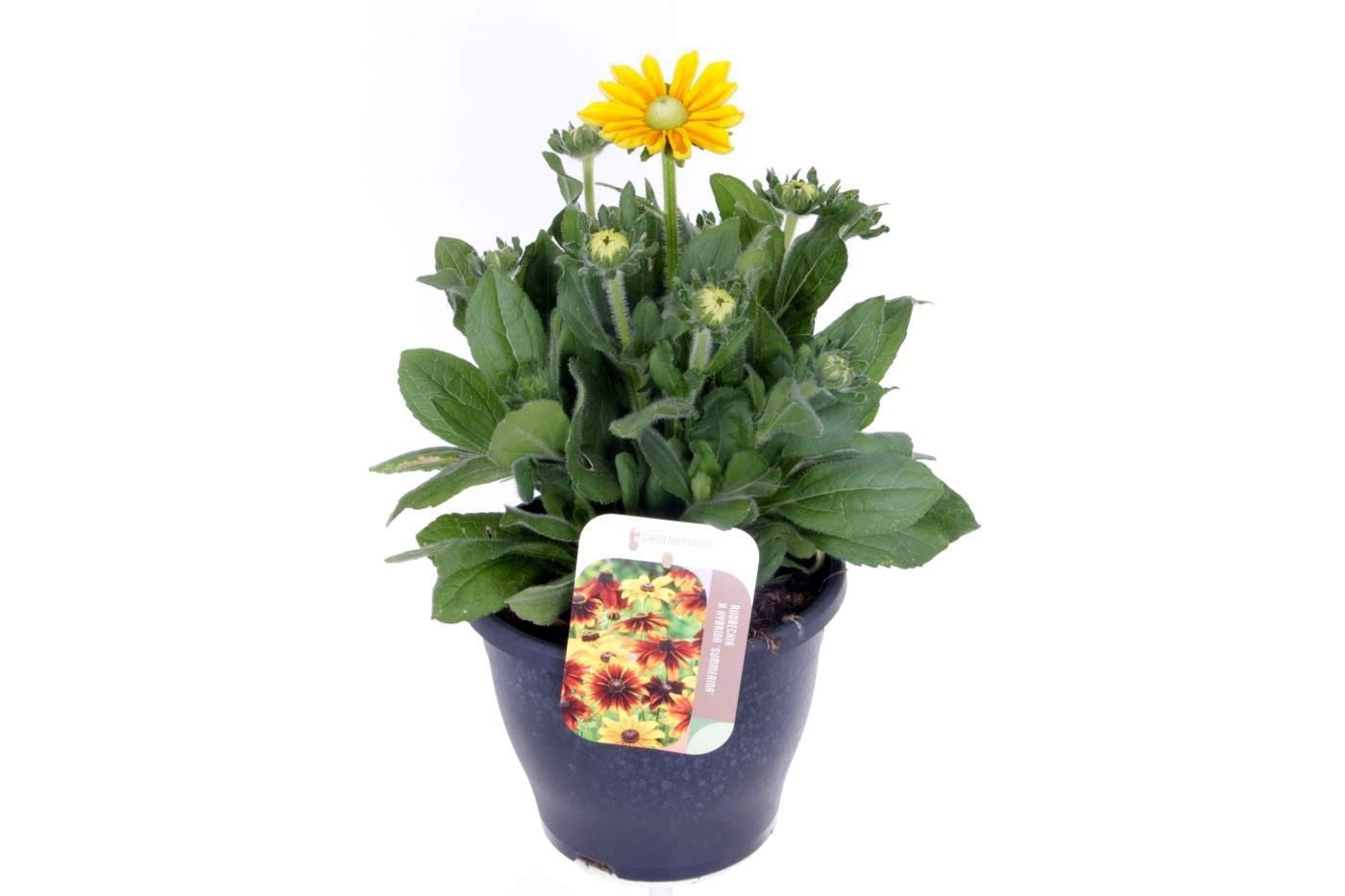 Rudbeckia 50cm 23cm Pot