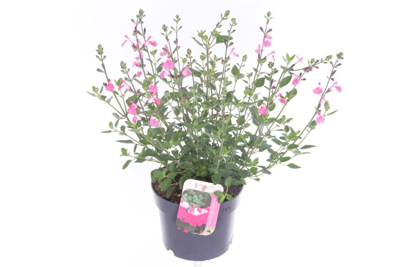 Salvia mic. Pink Lips 45cm 17cm Pot