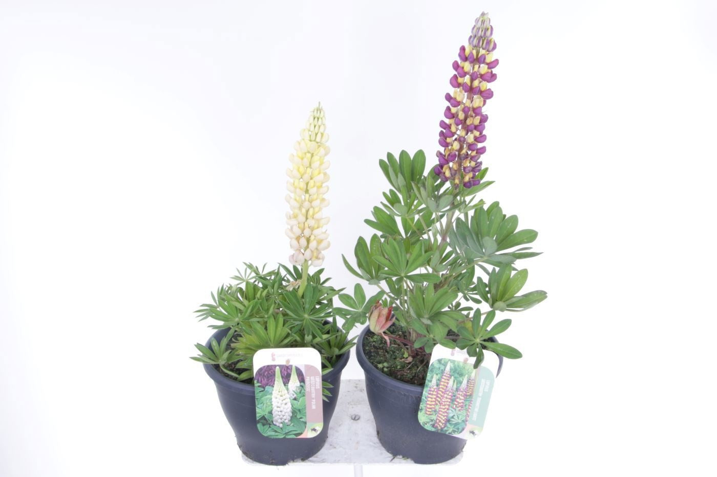 Lupins mix 60cm 23cm Pot