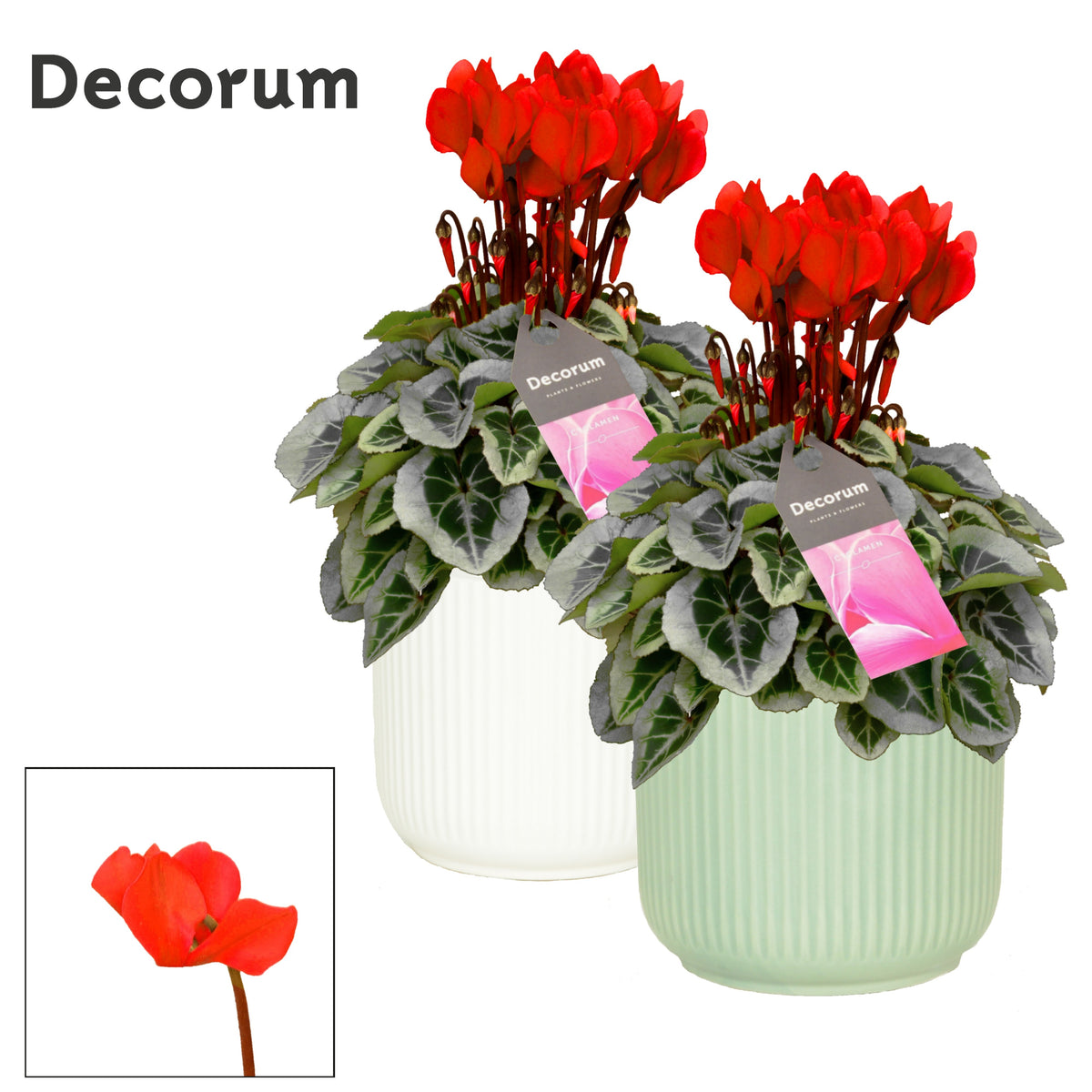 Cyclamen Picasso Red (+Drp. Sophie) 30cm 14cm Pot