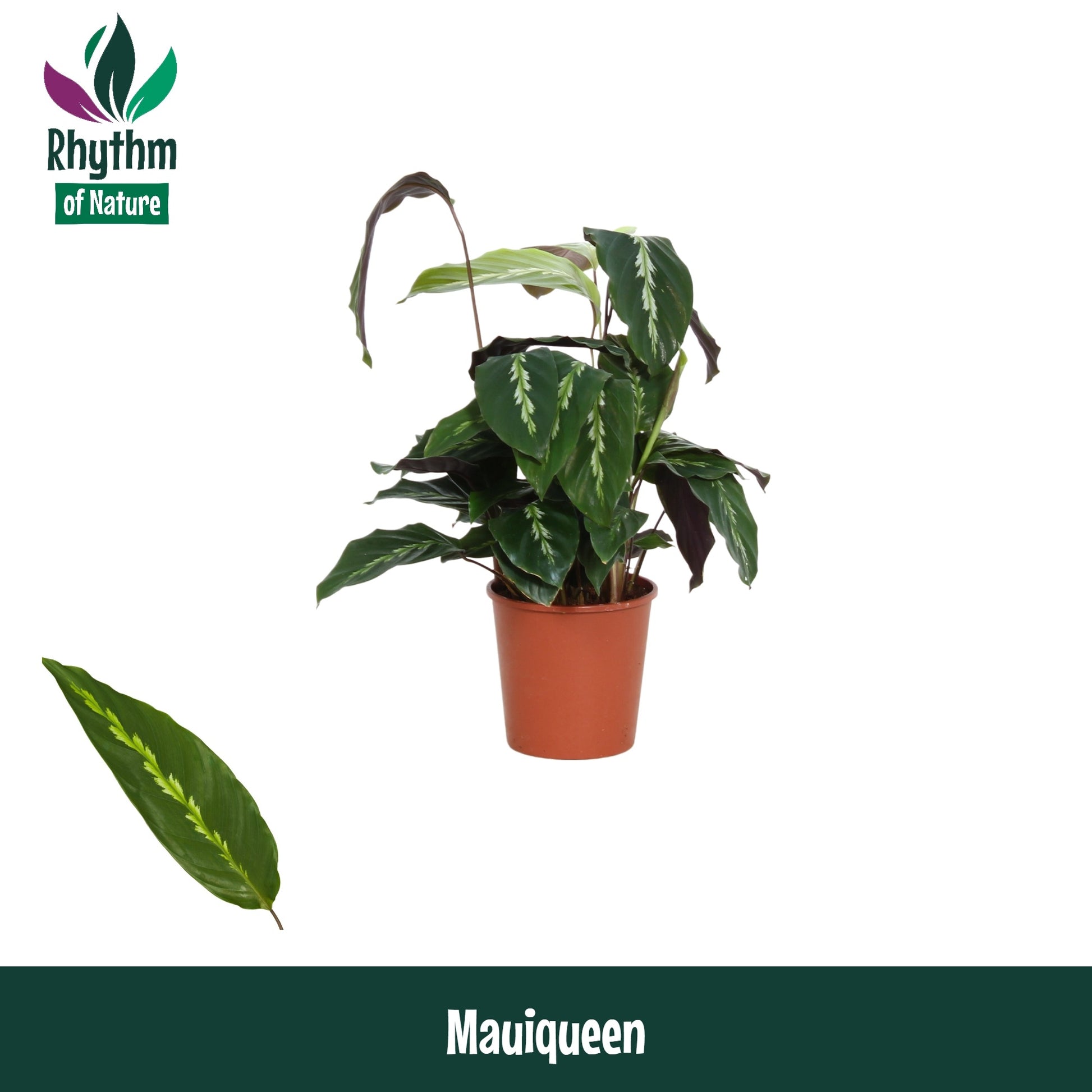 Calathea Maui Queen 40cm 12cm Pot