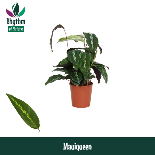 Valstar, Hkw. Gebr. Calathea Maui Queen Pack of 10