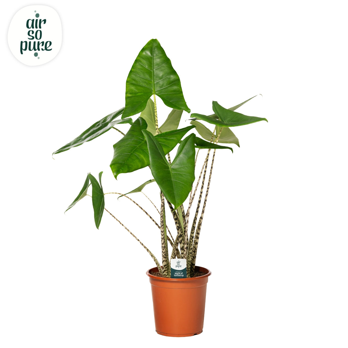 Alocasia Zebrina 80cm 24cm Pot