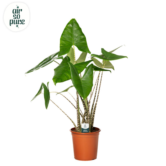 Alocasia Zebrina 80cm 24cm Pot