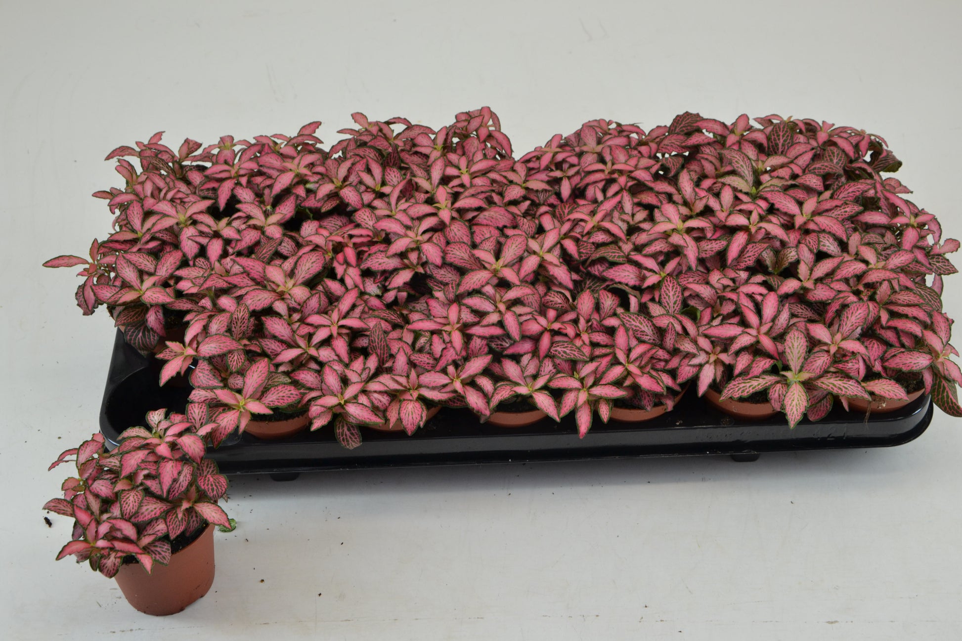 Fittonia Mosaic Pink Forest Flame 12cm Special Pot (508)
