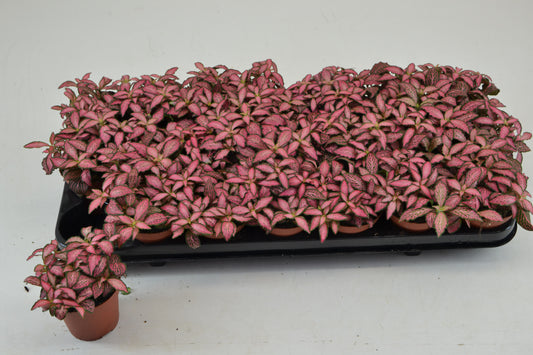 Fittonia Mosaic Pink Forest Flame 12cm Special Pot (508)