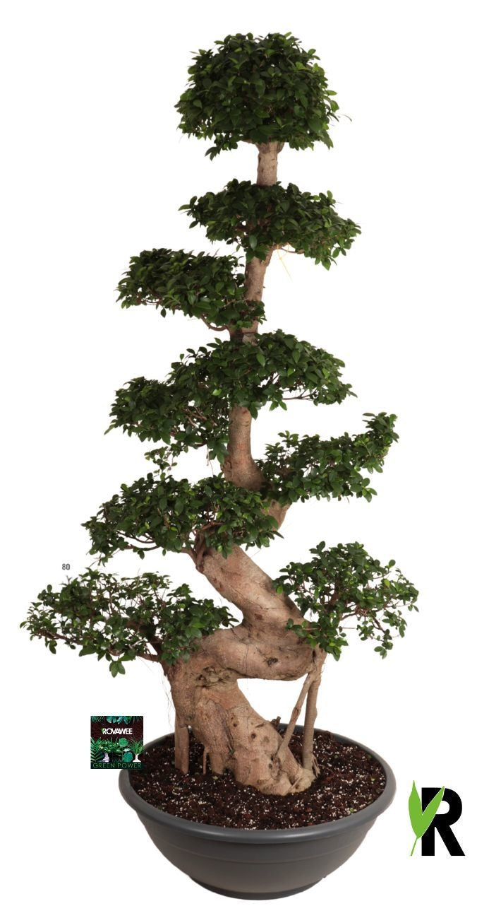 Ficus Ginseng 200cm 75cm Pot