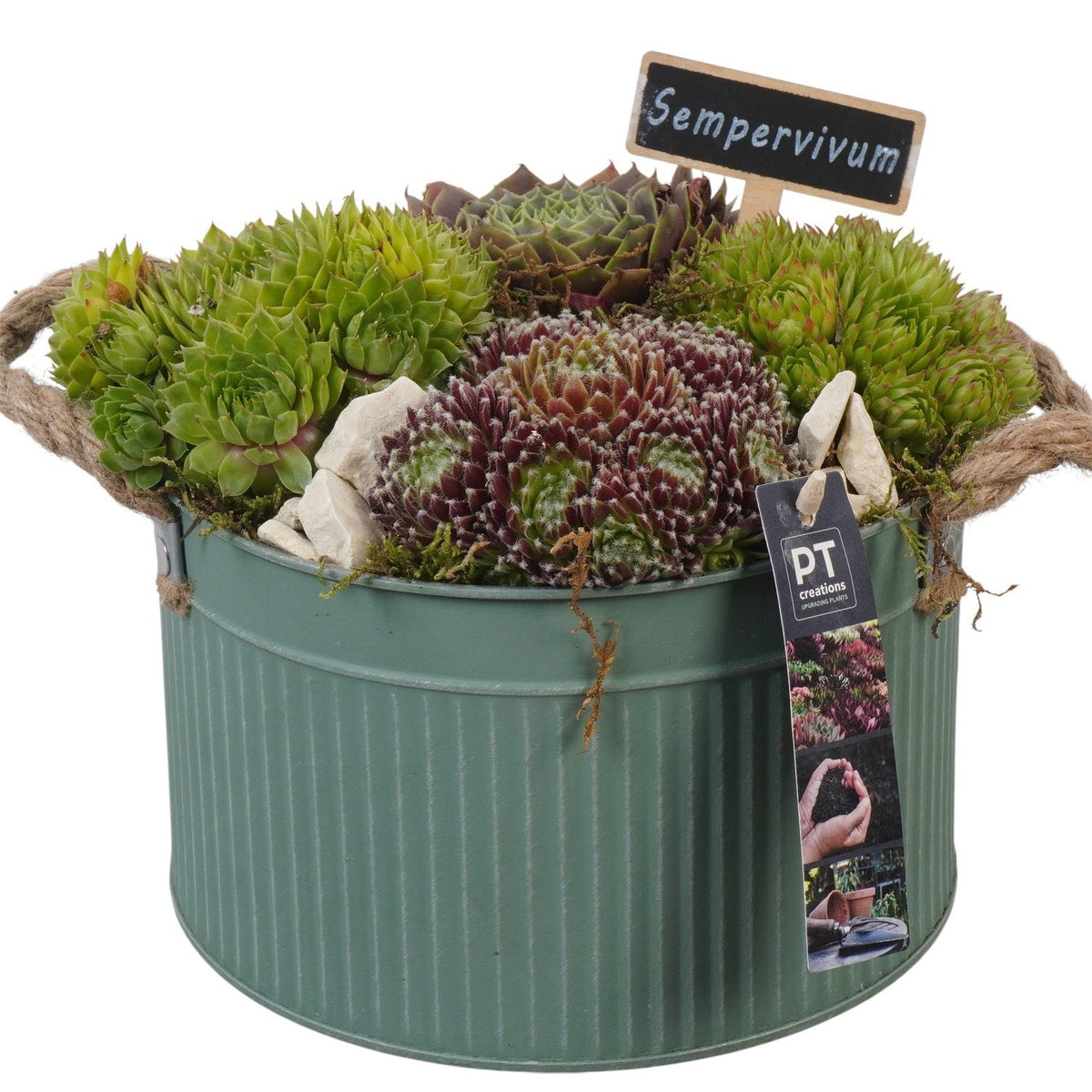 arr. Sempervivum 20cm 21cm Pot
