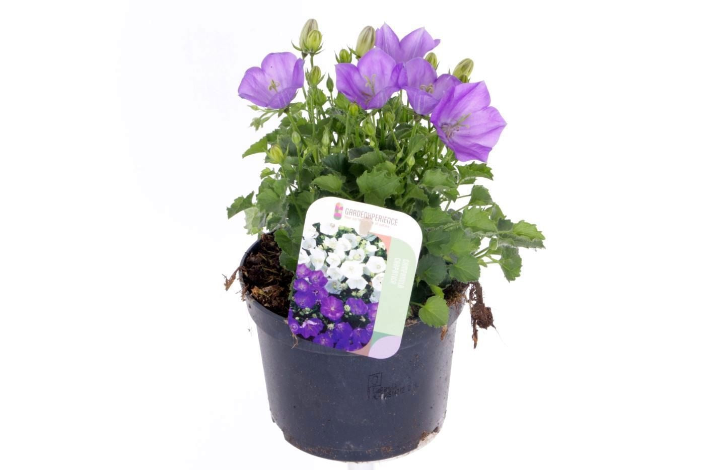 Campanula carp. Blaue Clips 30cm 13cm Pot