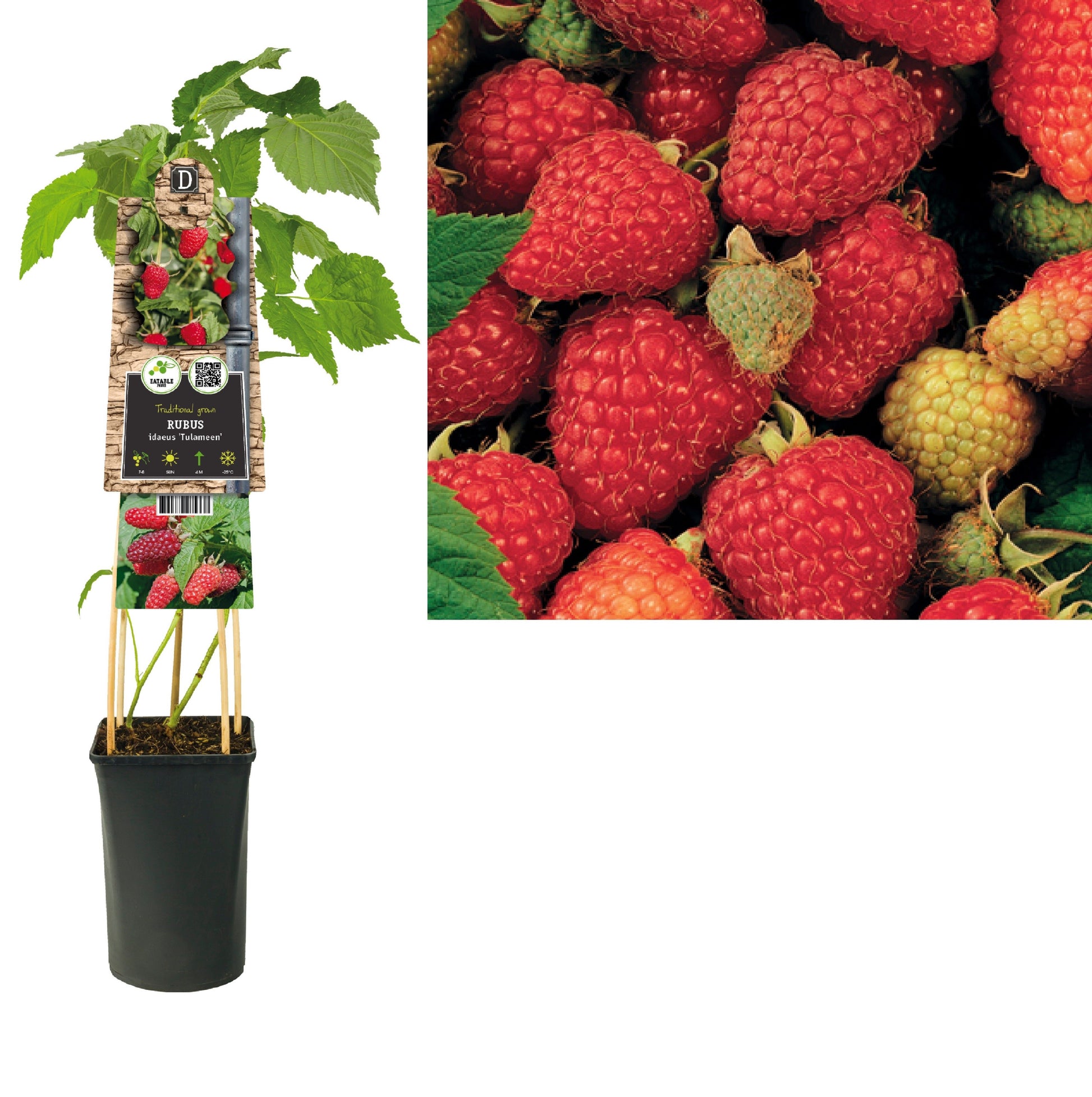 Rubus id. Tulameen (BIO) 75cm 17cm Pot