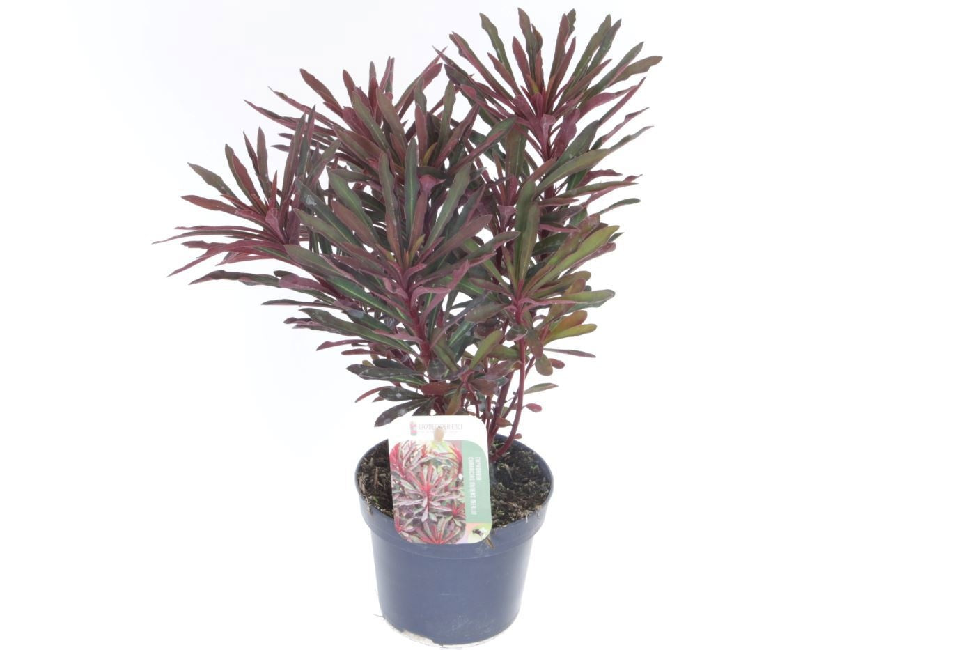 Euphorbia amy. Miner's Merlot 50cm 13cm Pot