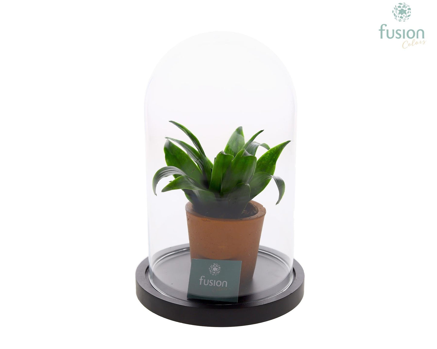 Glas Stolp met plateau Medium zwart met groene plant 20cm 14cm Pot