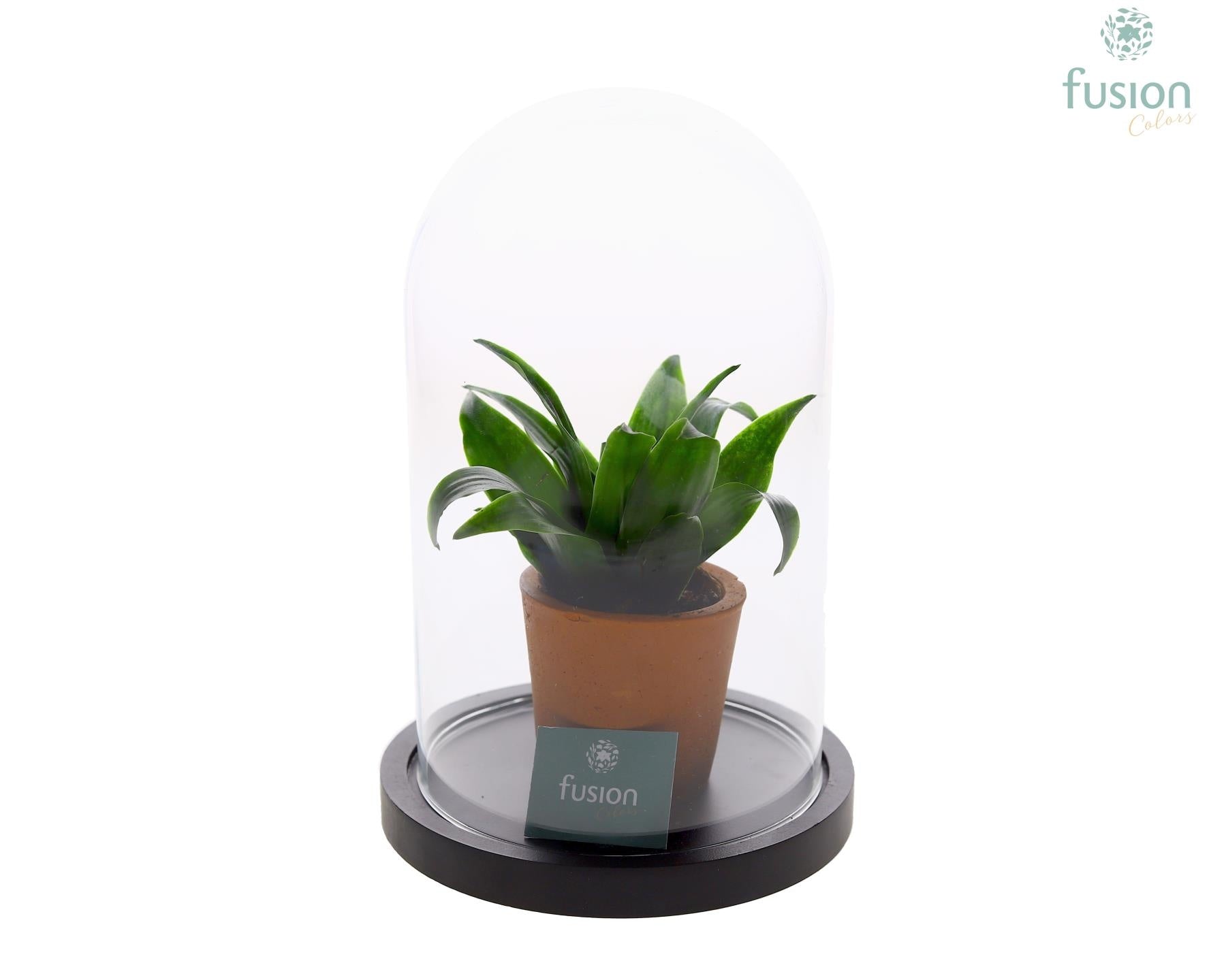 Glas Stolp met plateau Medium zwart met groene plant 20cm 14cm Pot