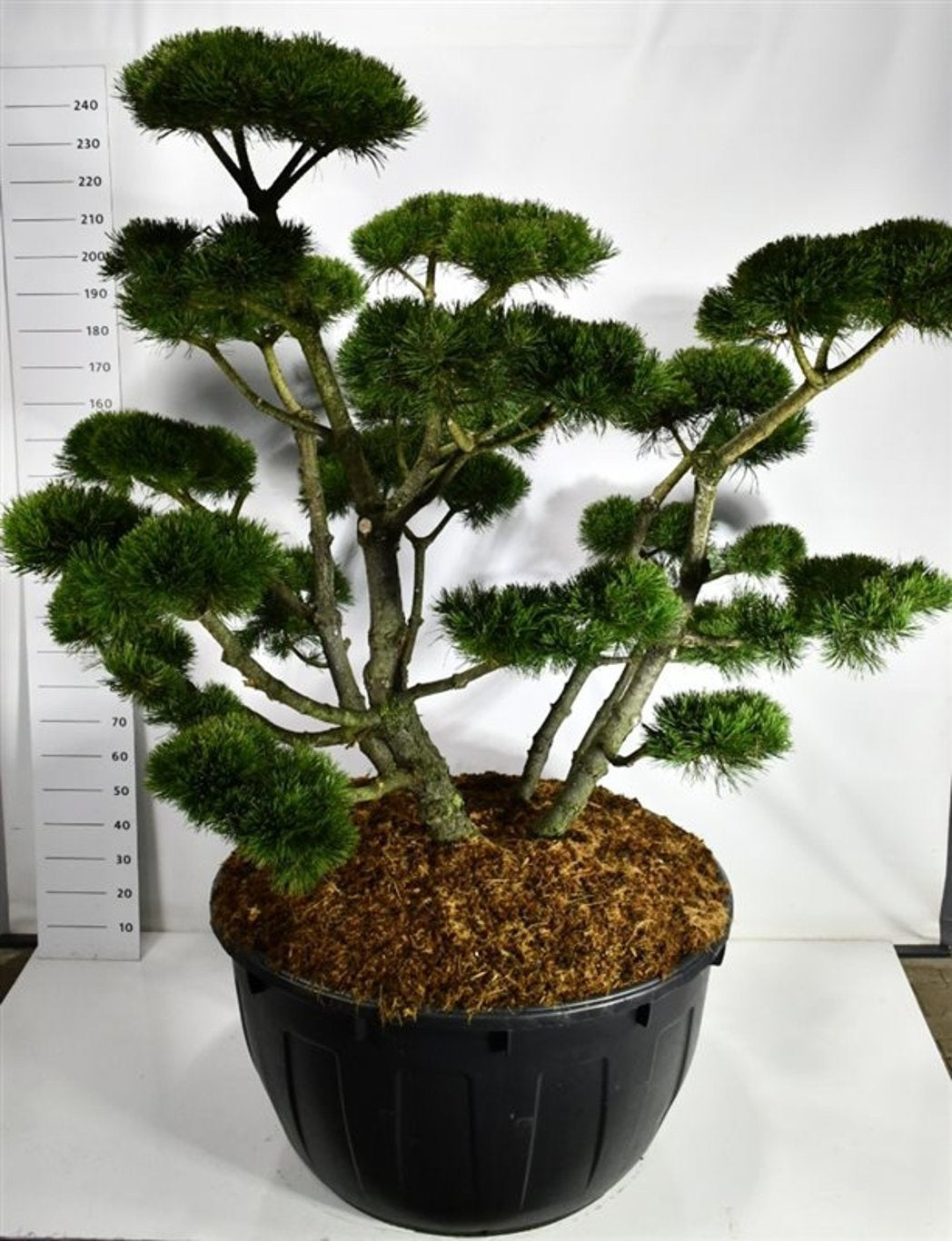 Pinus mugo Gnom 250cm 110cm Pot