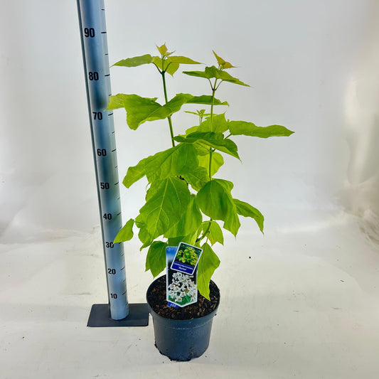 Catalpa big. Aurea 85cm 23cm Pot