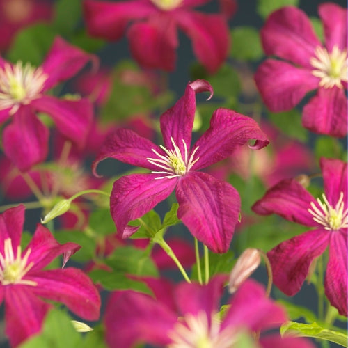 Clematis Madame Julia Correvon 65cm 15cm Pot