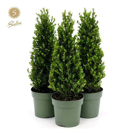 Ilex crenata Jenny 55cm 17cm Pot
