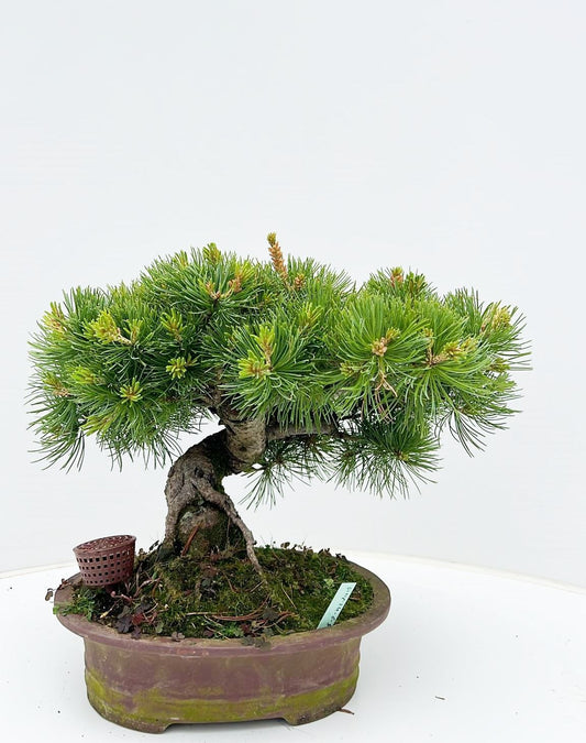 Pinus parviflora 30cm 24cm Pot