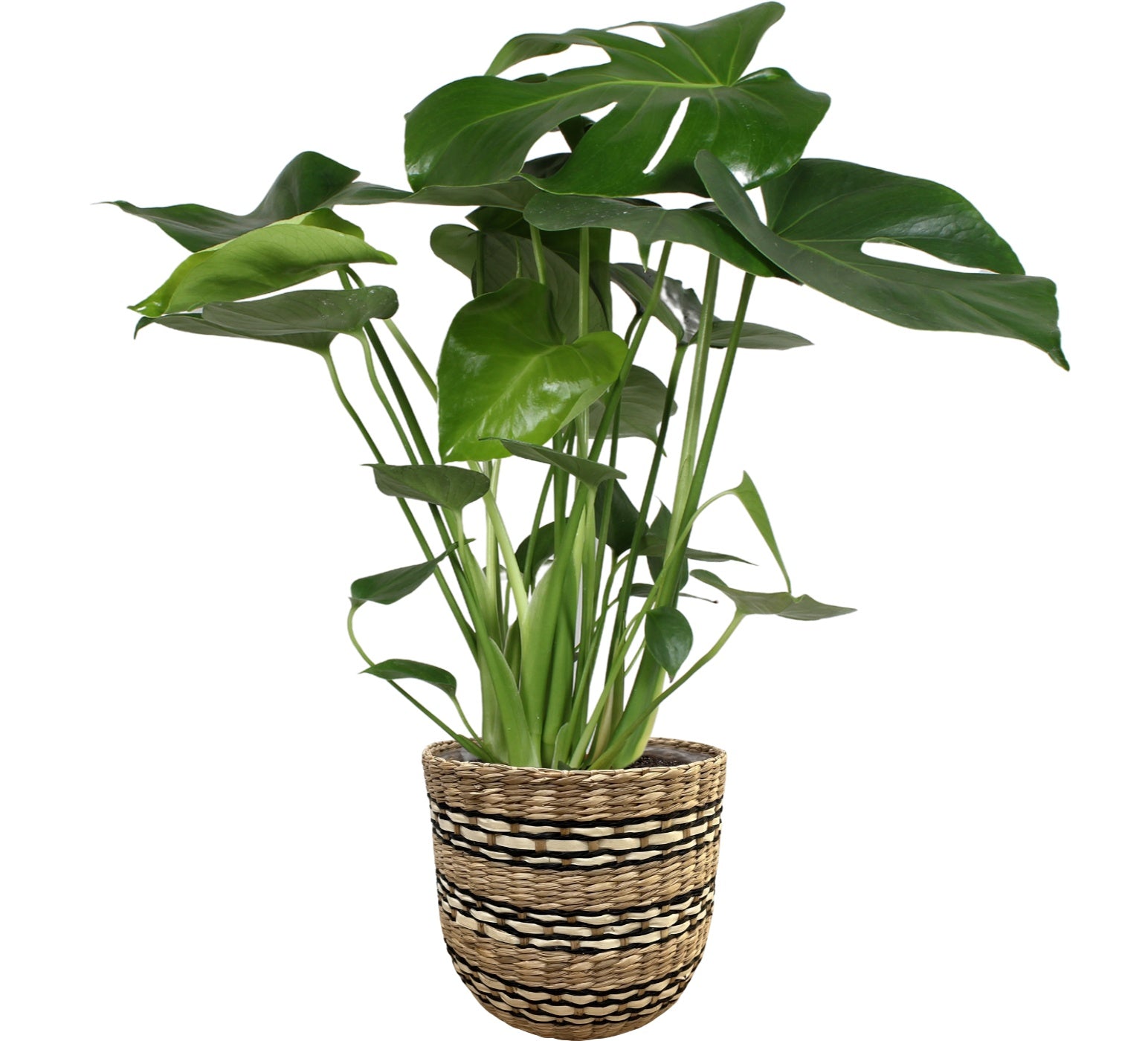Monstera deliciosa 70cm 20cm Pot