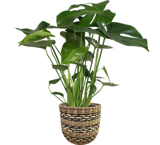 Monstera deliciosa 70cm 20cm Pot