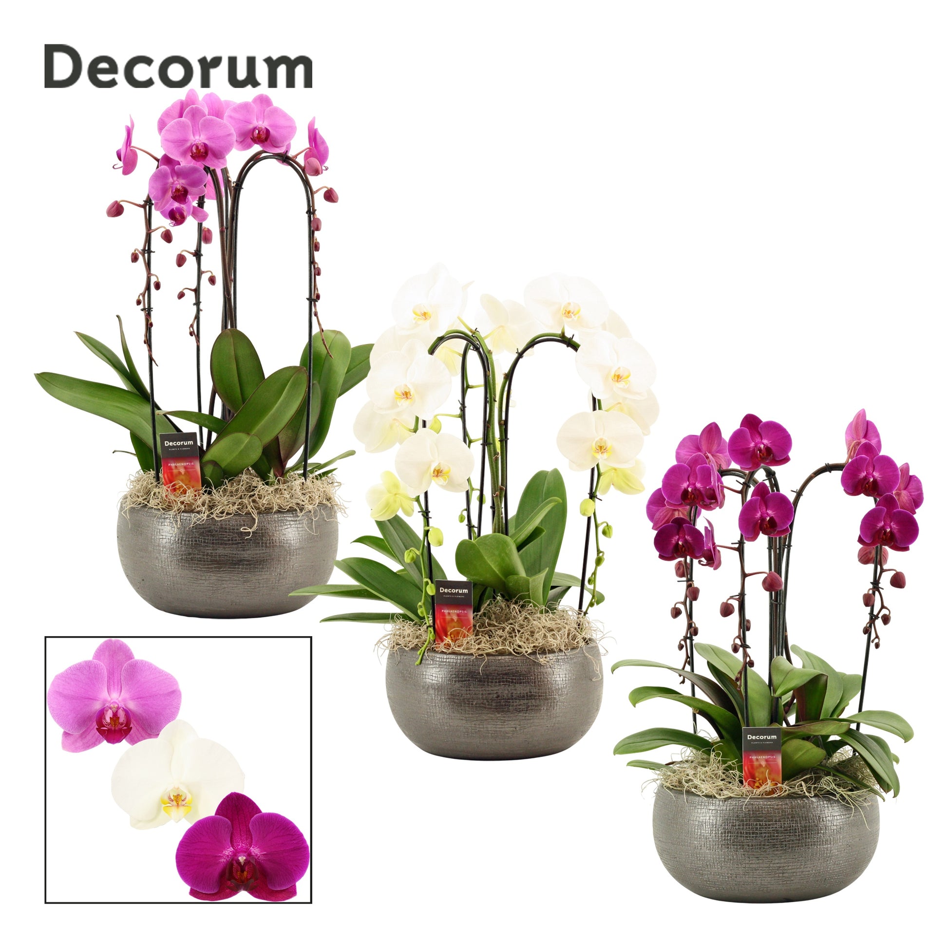Phalaenopsis mix 55cm 27cm Pot