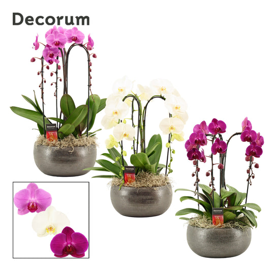 Phalaenopsis mix 55cm 27cm Pot