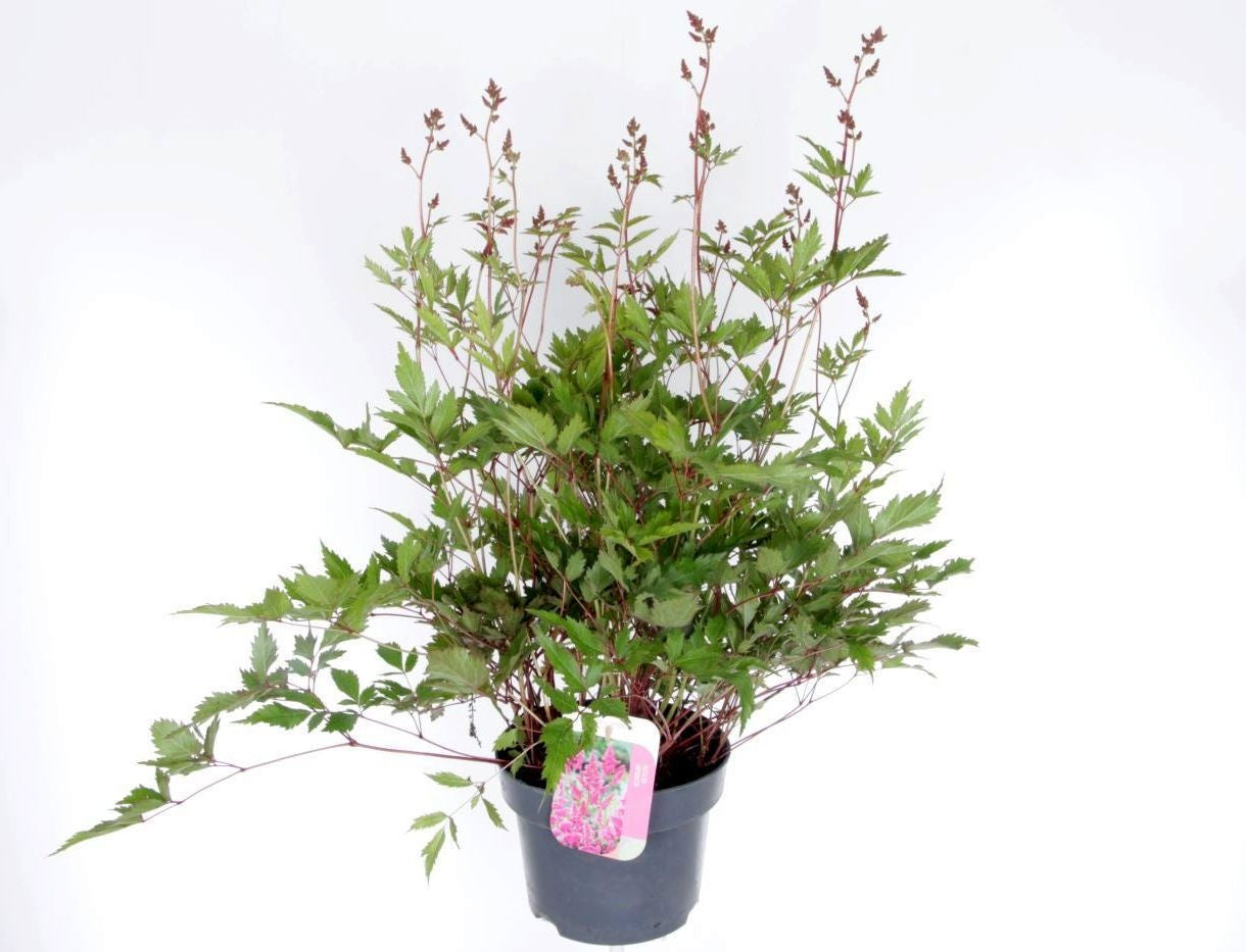 Astilbe Hybrid 60cm 23cm Pot