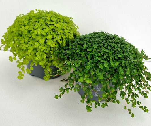 Soleirolia soleirolii mix 11cm 9cm Pot